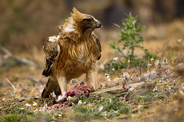 Zwergadler (Aquila pennata)