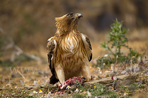 Zwergadler (Aquila pennata)