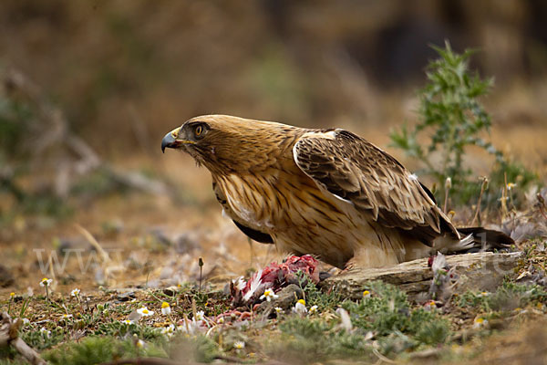 Zwergadler (Aquila pennata)