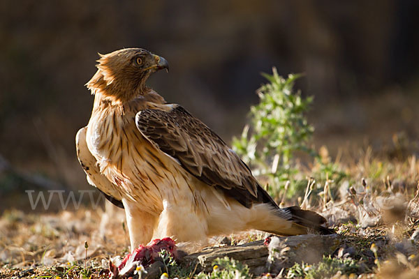 Zwergadler (Aquila pennata)