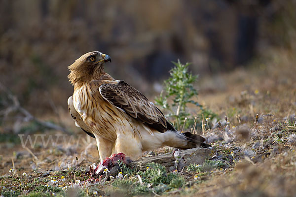 Zwergadler (Aquila pennata)