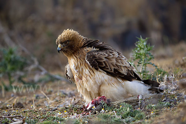 Zwergadler (Aquila pennata)