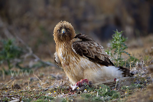 Zwergadler (Aquila pennata)