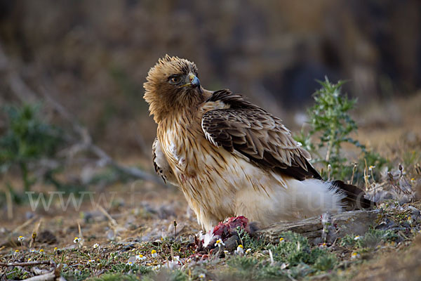 Zwergadler (Aquila pennata)