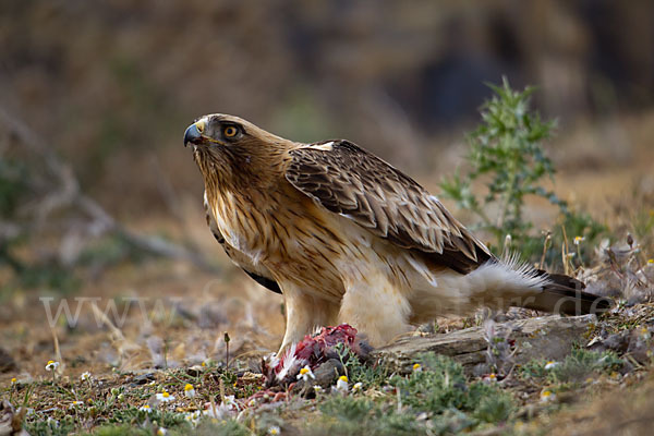 Zwergadler (Aquila pennata)