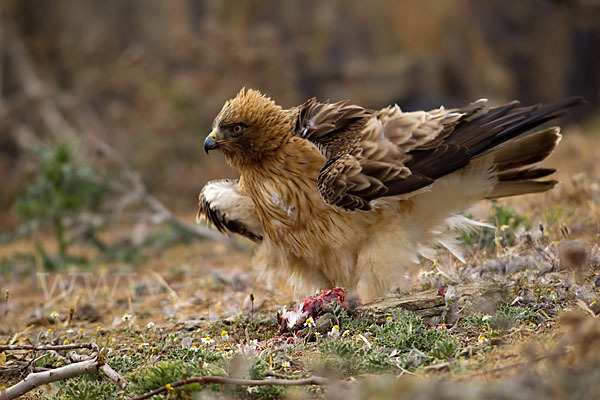 Zwergadler (Aquila pennata)