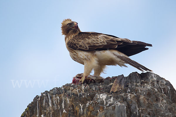 Zwergadler (Aquila pennata)