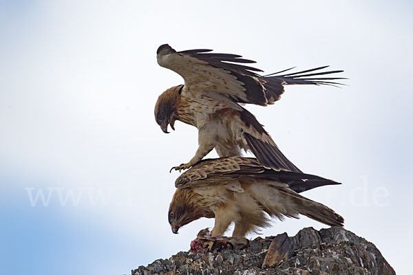 Zwergadler (Aquila pennata)