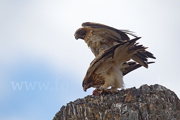 Zwergadler (Aquila pennata)