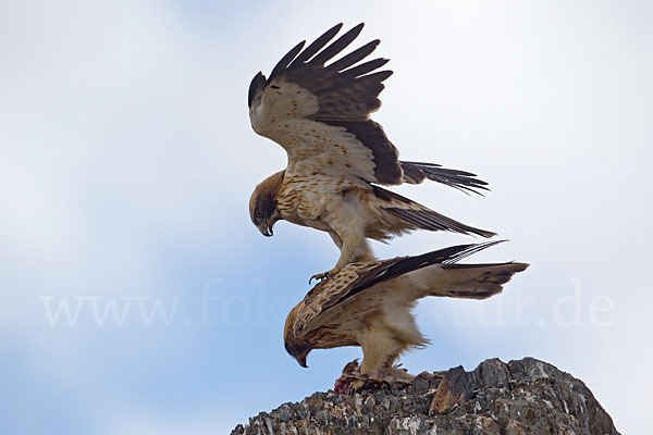 Zwergadler (Aquila pennata)