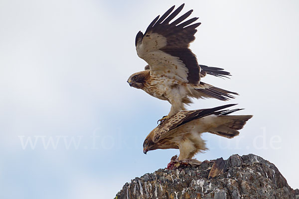 Zwergadler (Aquila pennata)