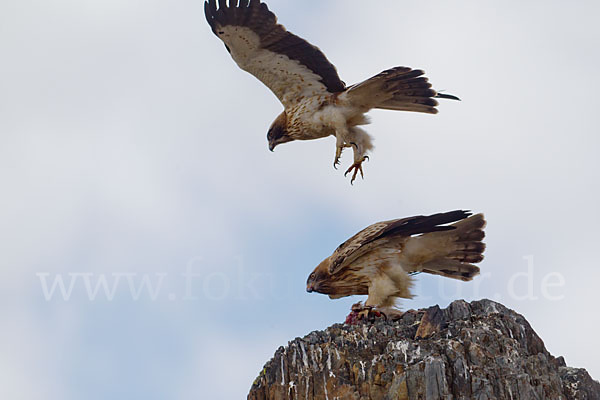 Zwergadler (Aquila pennata)