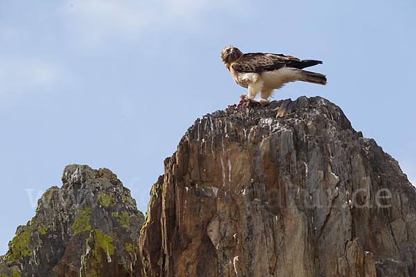 Zwergadler (Aquila pennata)