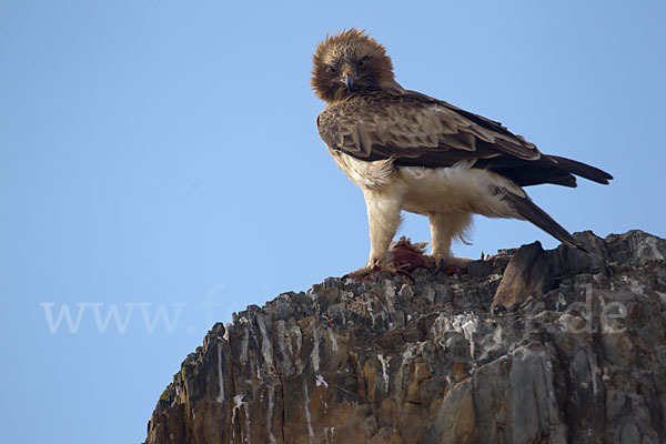 Zwergadler (Aquila pennata)