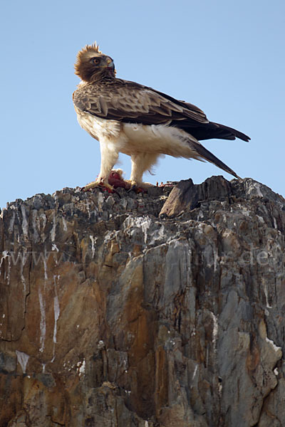 Zwergadler (Aquila pennata)