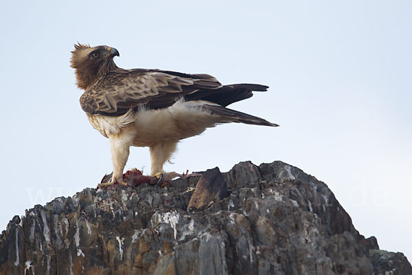 Zwergadler (Aquila pennata)