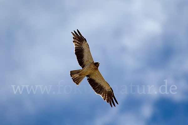 Zwergadler (Aquila pennata)