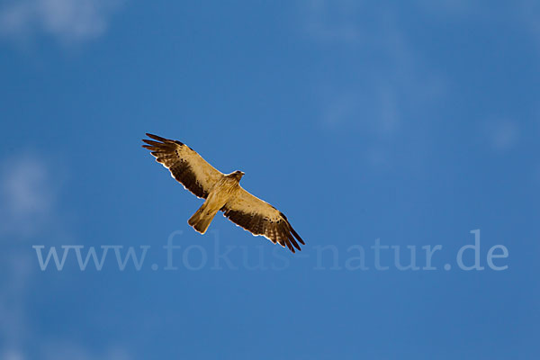 Zwergadler (Aquila pennata)