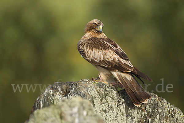 Zwergadler (Aquila pennata)