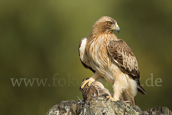 Zwergadler (Aquila pennata)