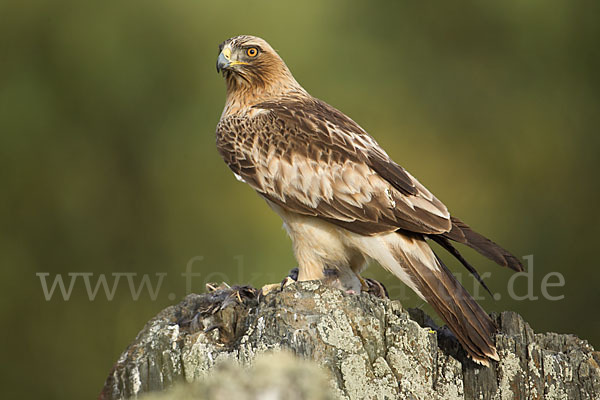 Zwergadler (Aquila pennata)