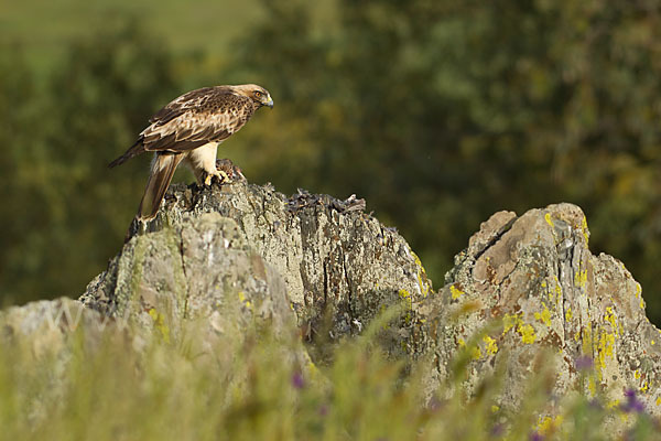 Zwergadler (Aquila pennata)