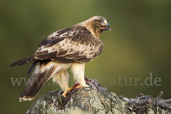 Zwergadler (Aquila pennata)