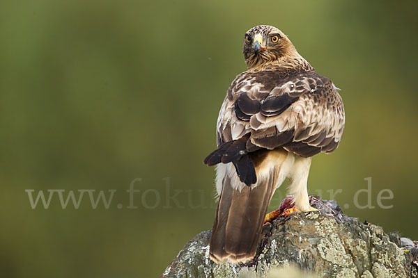 Zwergadler (Aquila pennata)