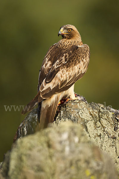 Zwergadler (Aquila pennata)