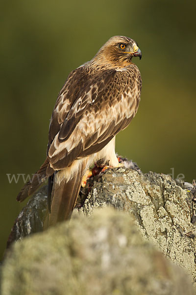 Zwergadler (Aquila pennata)