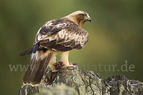 Zwergadler (Aquila pennata)