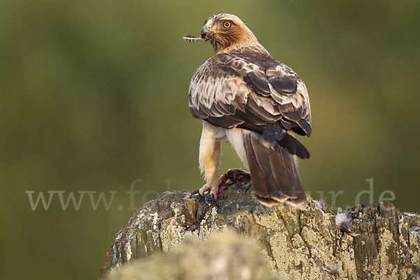 Zwergadler (Aquila pennata)