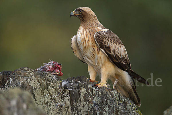 Zwergadler (Aquila pennata)