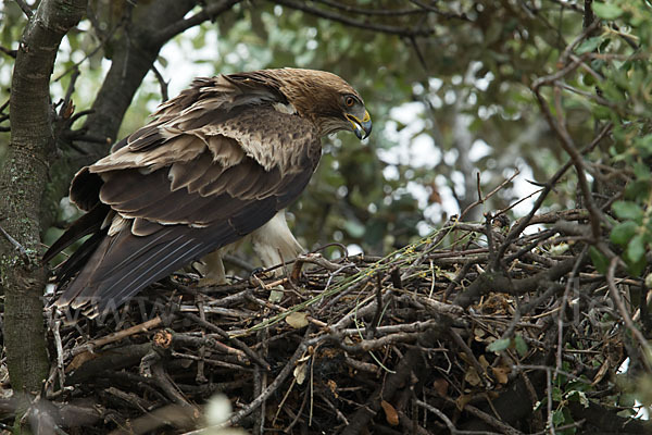 Zwergadler (Aquila pennata)