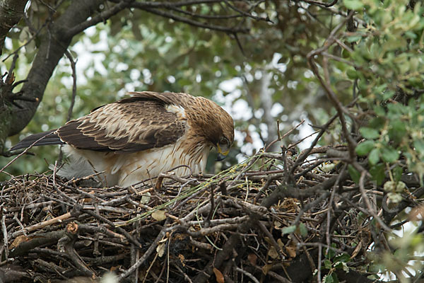 Zwergadler (Aquila pennata)