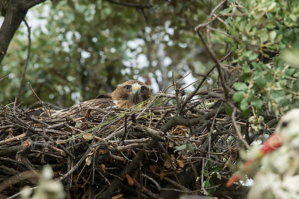 Zwergadler (Aquila pennata)