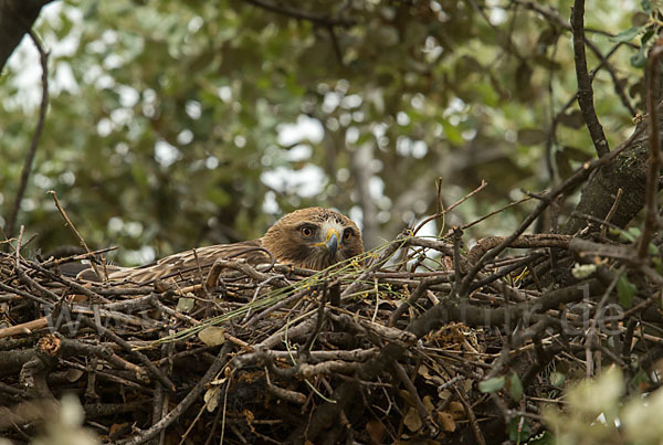 Zwergadler (Aquila pennata)