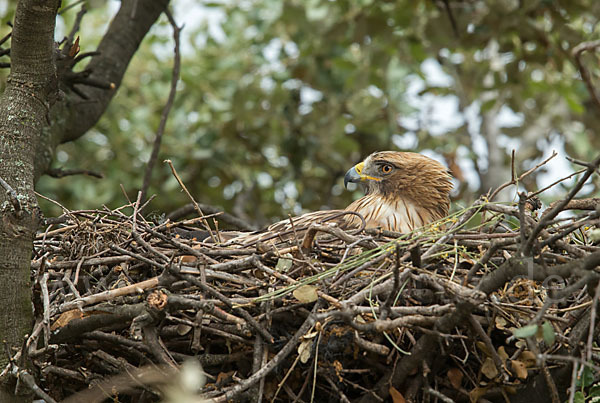 Zwergadler (Aquila pennata)