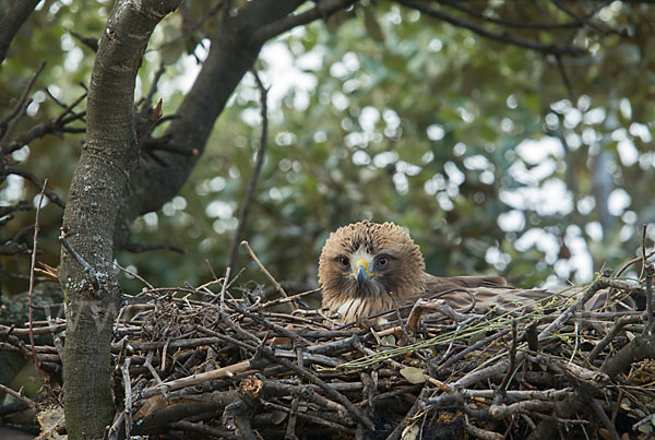 Zwergadler (Aquila pennata)