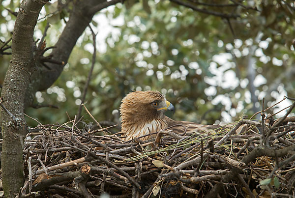 Zwergadler (Aquila pennata)