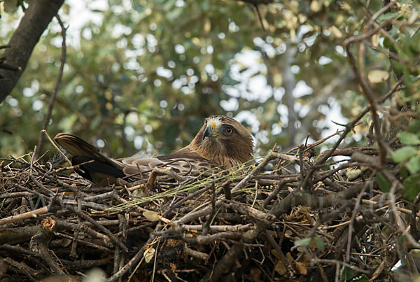 Zwergadler (Aquila pennata)