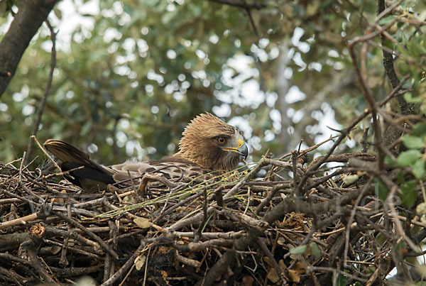 Zwergadler (Aquila pennata)