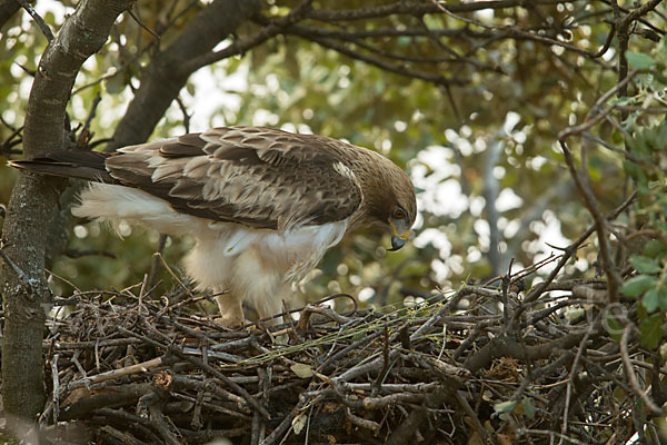 Zwergadler (Aquila pennata)