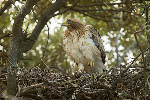 Zwergadler (Aquila pennata)