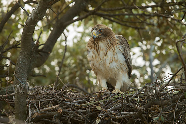 Zwergadler (Aquila pennata)