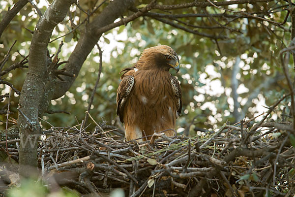 Zwergadler (Aquila pennata)