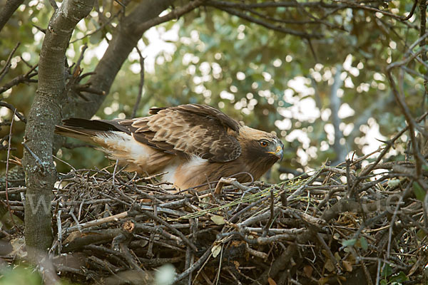 Zwergadler (Aquila pennata)