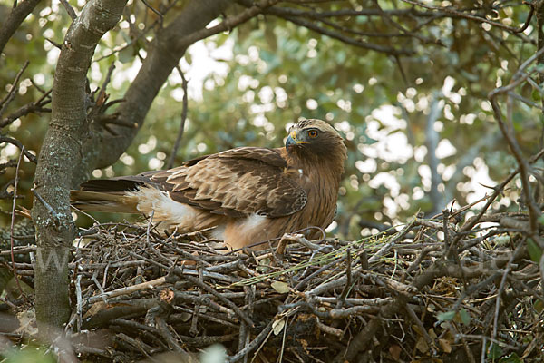 Zwergadler (Aquila pennata)