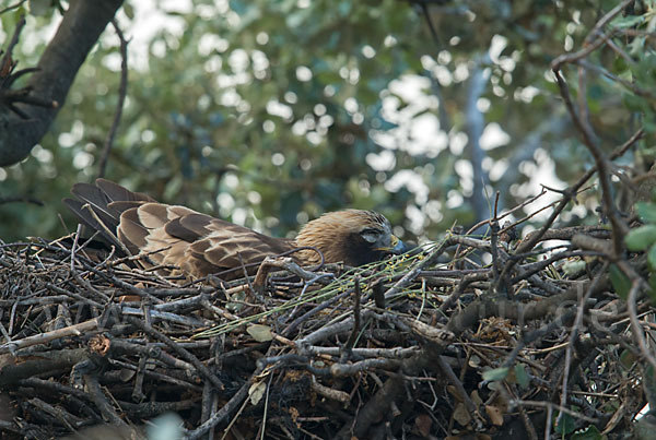 Zwergadler (Aquila pennata)