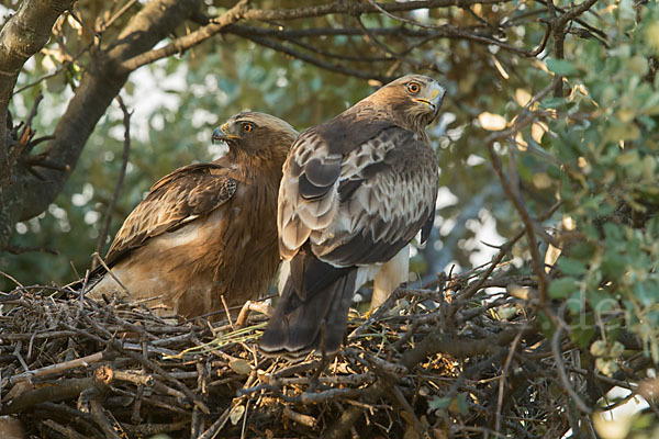 Zwergadler (Aquila pennata)